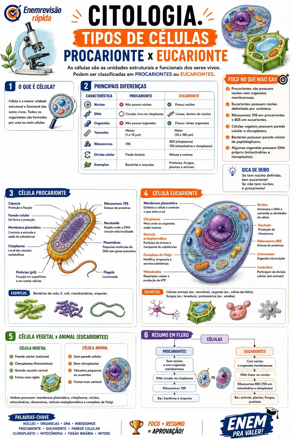 Prévia resumo visual de Biologia