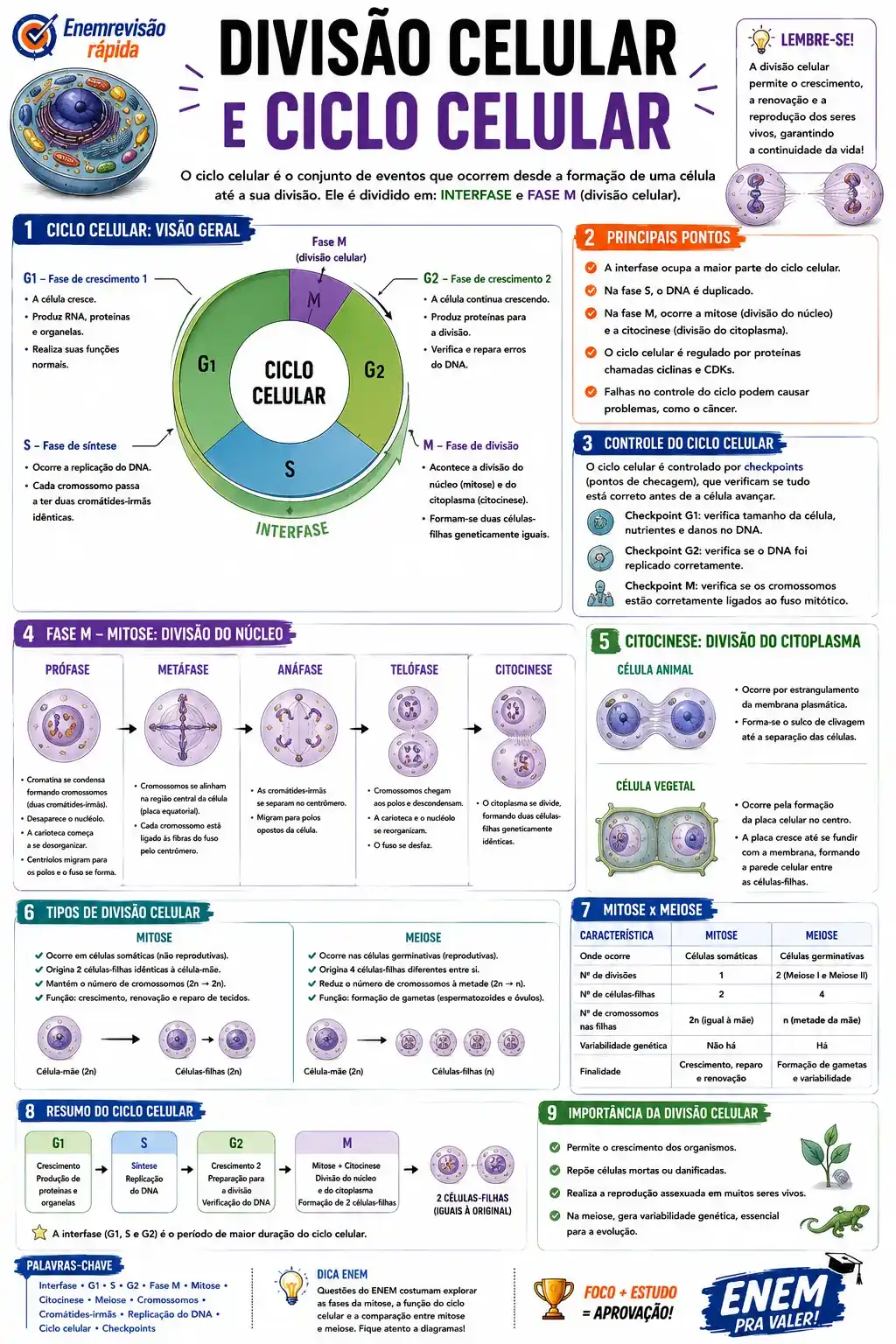 Prévia resumo visual de Biologia