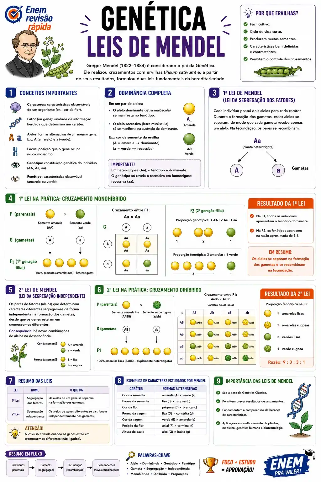 Prévia resumo visual de Biologia