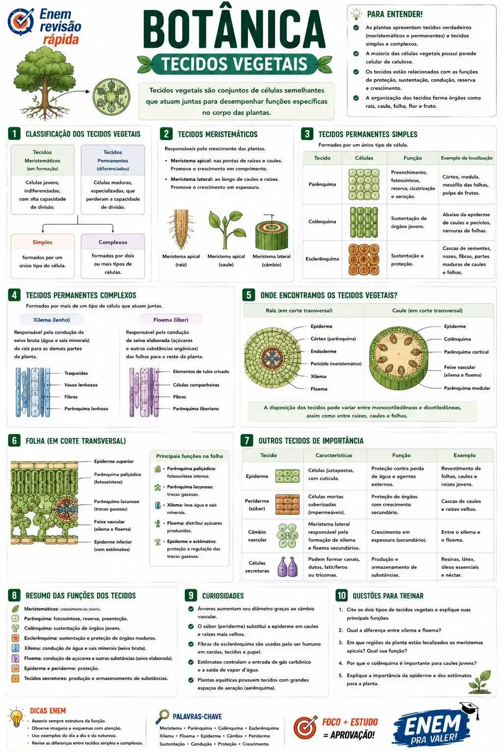 Prévia resumo visual de Biologia